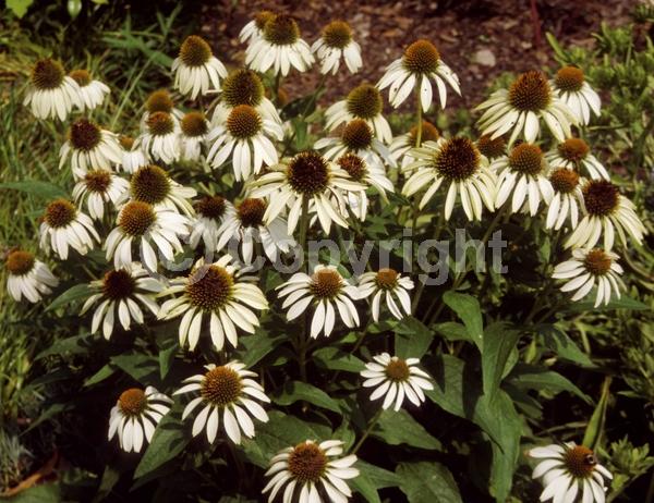 White blooms; Deciduous; Broadleaf; North American Native