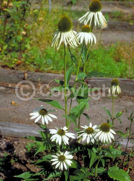 White blooms; Deciduous; Broadleaf; North American Native