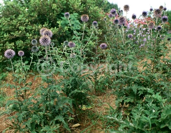 Blue blooms; Deciduous; Broadleaf