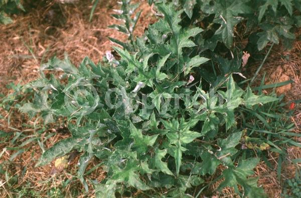 Blue blooms; Deciduous; Broadleaf