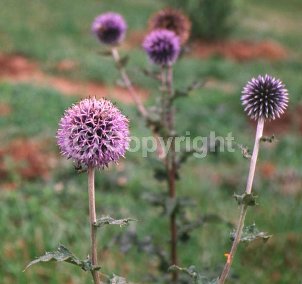 Blue blooms; Deciduous; Broadleaf