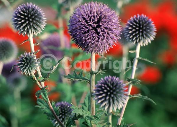 Blue blooms; Deciduous; Broadleaf