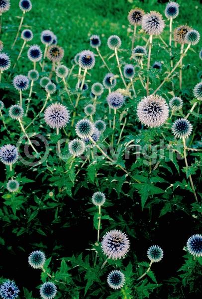 Blue blooms; Deciduous; Broadleaf