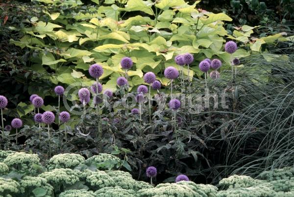 Blue blooms; Deciduous; Broadleaf