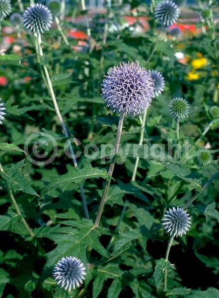 Blue blooms; Deciduous; Broadleaf