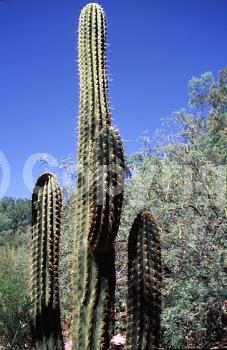 Red blooms; White blooms; Pink blooms; Evergreen