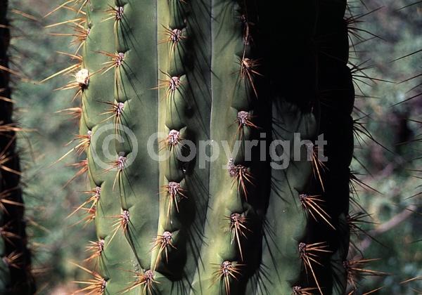 Red blooms; White blooms; Pink blooms; Evergreen