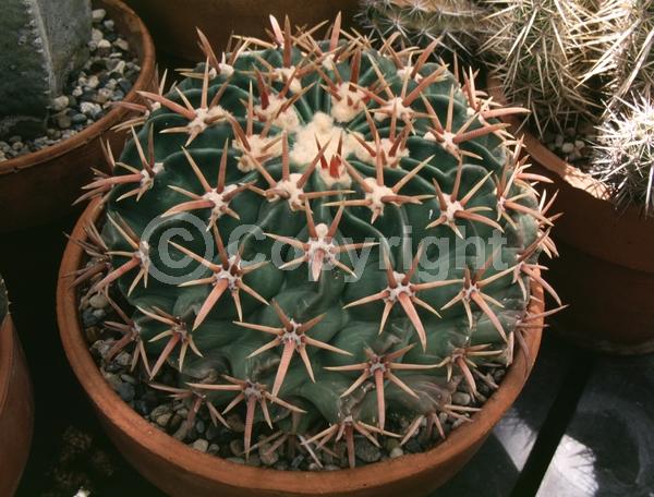 Pink blooms; North American Native
