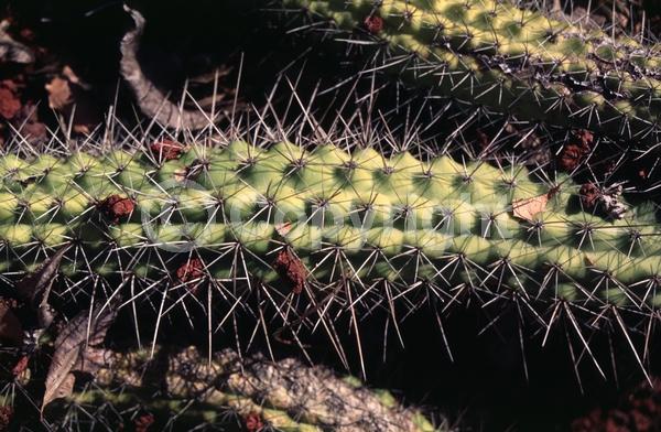 White blooms; Pink blooms; Evergreen