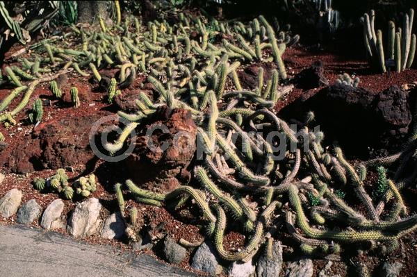White blooms; Pink blooms; Evergreen