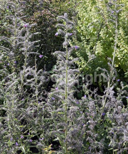 Blue blooms; White blooms; Pink blooms; Lavender blooms