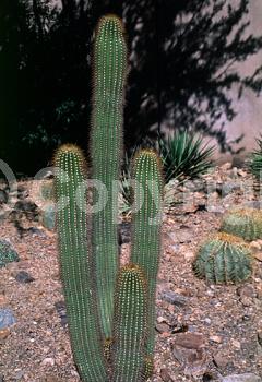 Pink blooms; Evergreen