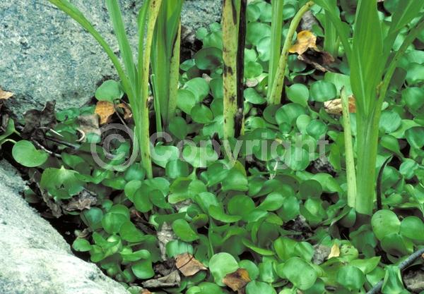 Blue blooms; Lavender blooms; Evergreen