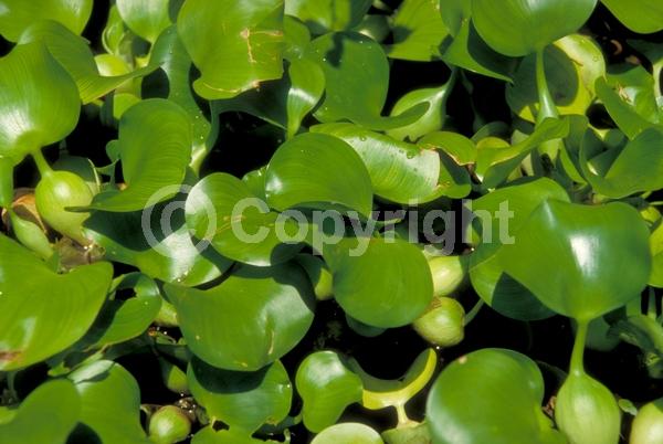 Blue blooms; Lavender blooms; Evergreen