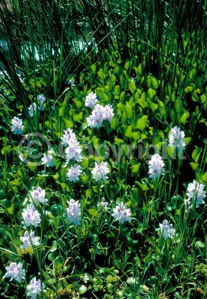 Blue blooms; Lavender blooms; Evergreen