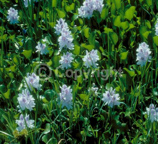 Blue blooms; Lavender blooms; Evergreen