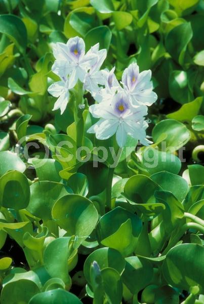 Blue blooms; Lavender blooms; Evergreen