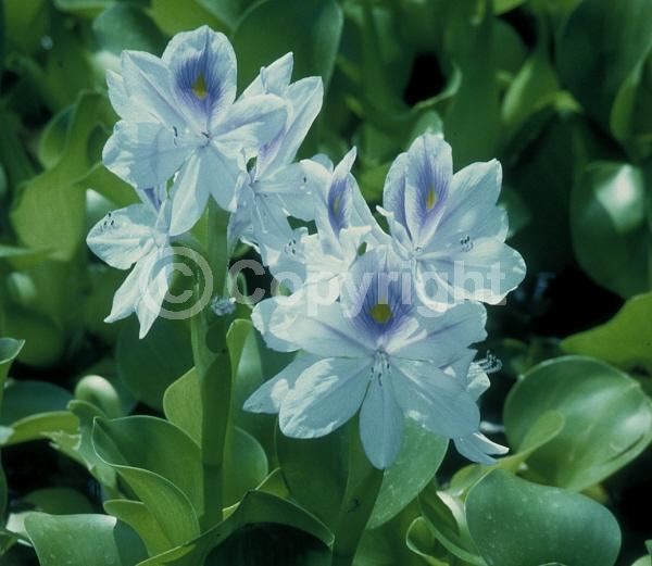 Blue blooms; Lavender blooms; Evergreen