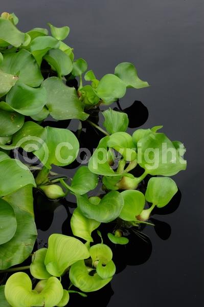 Blue blooms; Lavender blooms; Evergreen