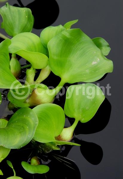 Blue blooms; Lavender blooms; Evergreen