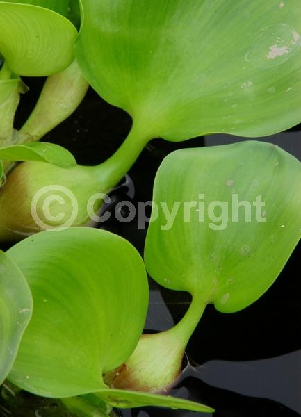 Blue blooms; Lavender blooms; Evergreen