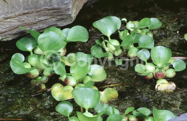 Blue blooms; Lavender blooms; Evergreen