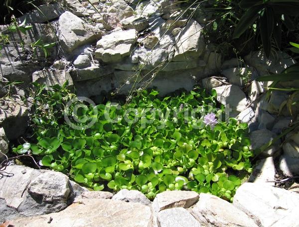 Blue blooms; Lavender blooms; Evergreen