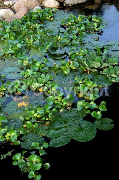 Blue blooms; Lavender blooms; Evergreen