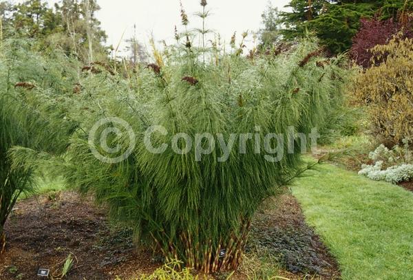 Rust or bronze blooms; Evergreen; Semi-evergreen; Deciduous; Needles or needle-like leaf