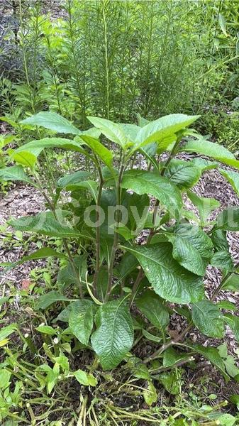 White blooms; North American Native