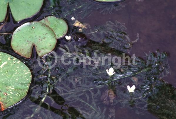 White blooms; Deciduous; North American Native