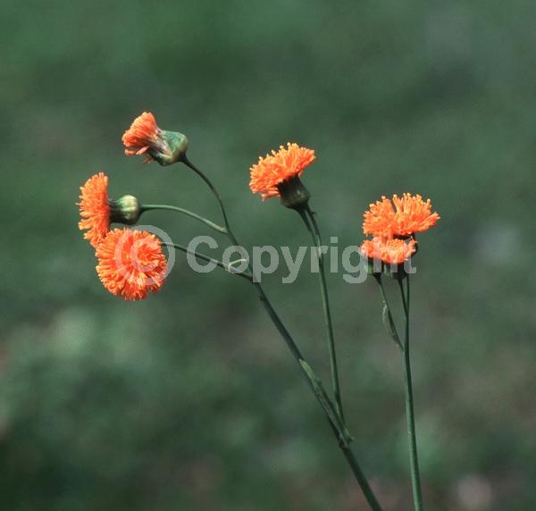 Red blooms; Orange blooms