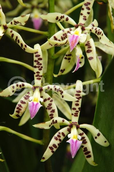 Purple blooms; Green blooms