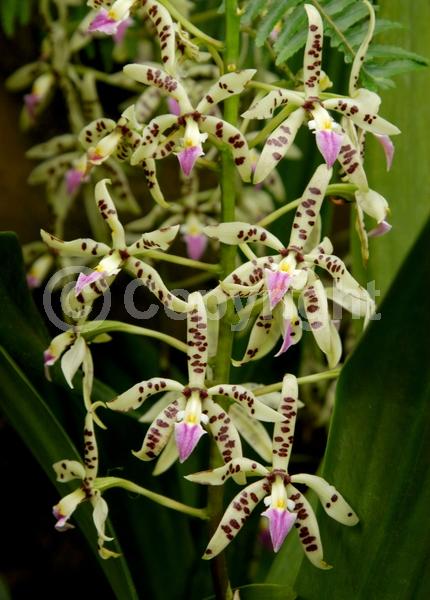 Purple blooms; Green blooms