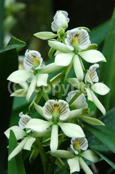 White blooms; Green blooms; Evergreen; Broadleaf; North American Native