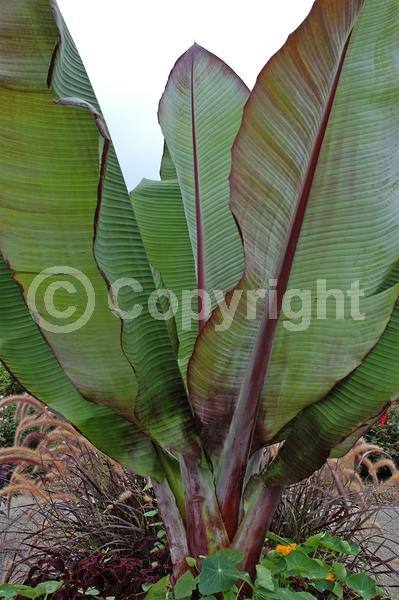 Evergreen; Broadleaf