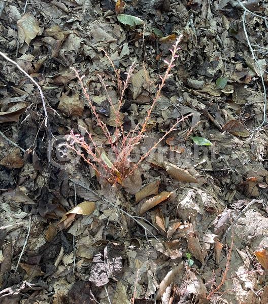 North American Native