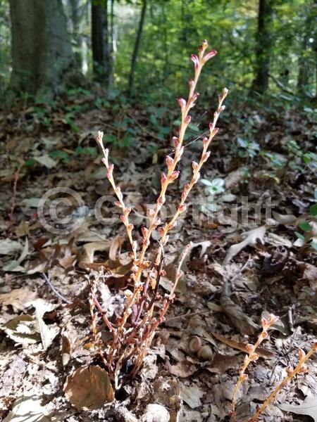 North American Native