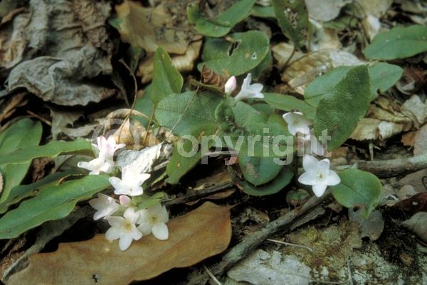 White blooms; Pink blooms; Evergreen; Needles or needle-like leaf