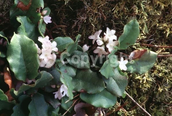 White blooms; Pink blooms; Evergreen; Needles or needle-like leaf