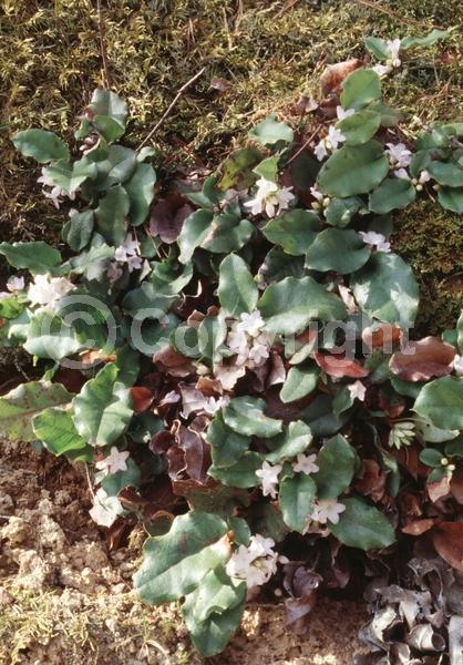 White blooms; Pink blooms; Evergreen; Needles or needle-like leaf