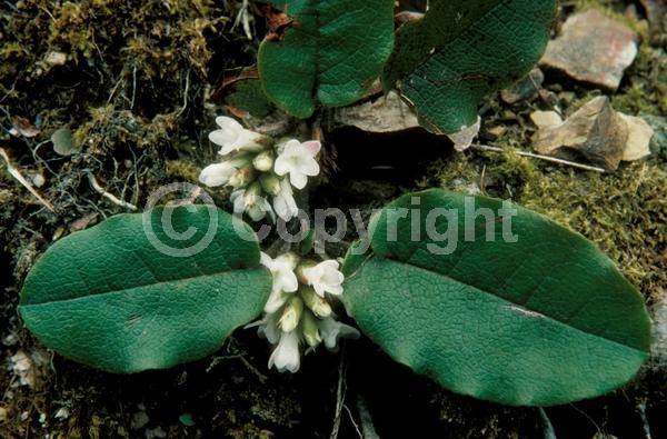 White blooms; Pink blooms; Evergreen; Needles or needle-like leaf