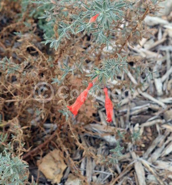 Red blooms; Evergreen; Needles or needle-like leaf; North American Native