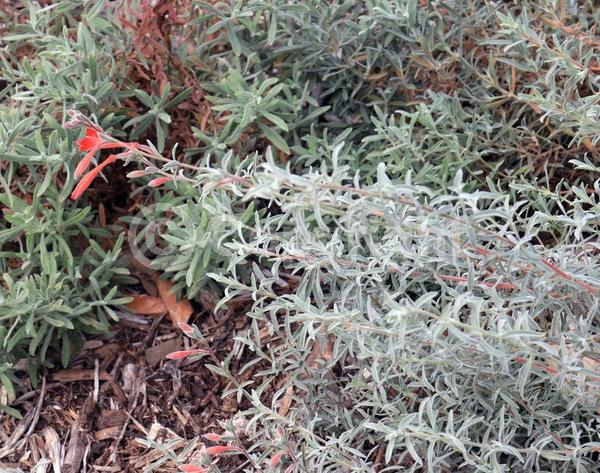 Red blooms; Evergreen; Needles or needle-like leaf; North American Native