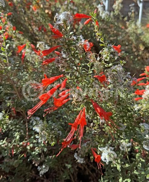Red blooms; Evergreen; Needles or needle-like leaf; North American Native