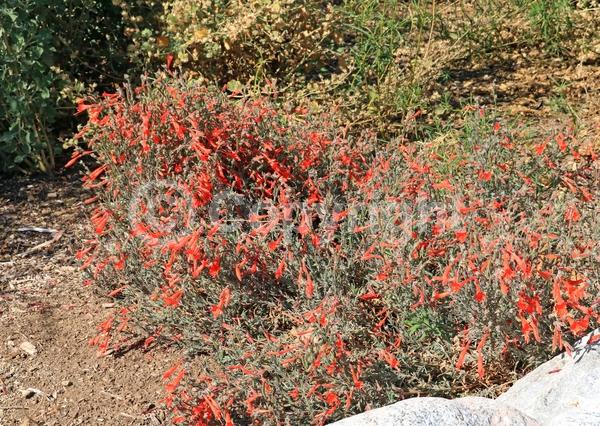 Red blooms; Evergreen; Needles or needle-like leaf; North American Native