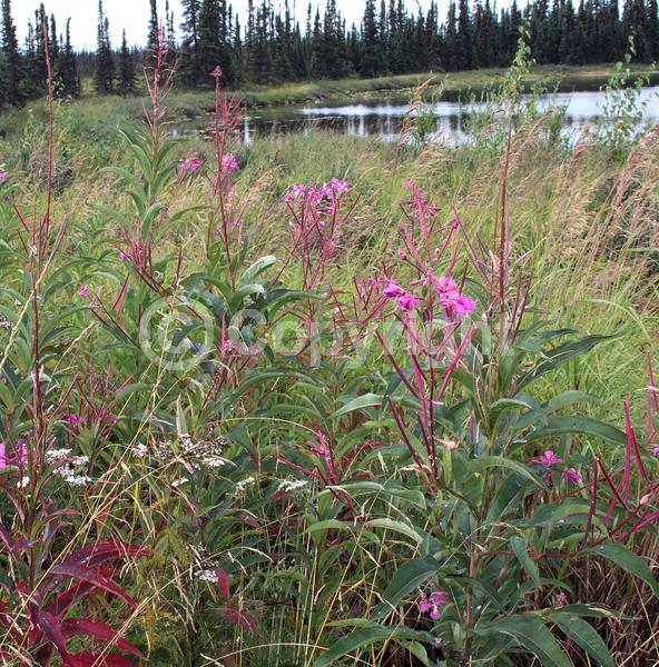 Pink blooms; North American Native