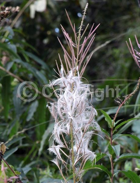 Pink blooms; North American Native