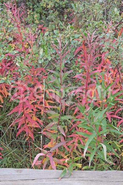 Pink blooms; North American Native