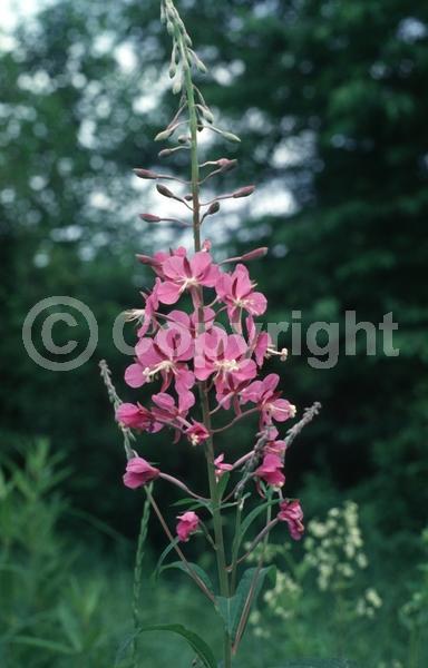 Pink blooms; North American Native